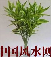 阳泉十二生肖养什么植物最旺财运？你知道吗！